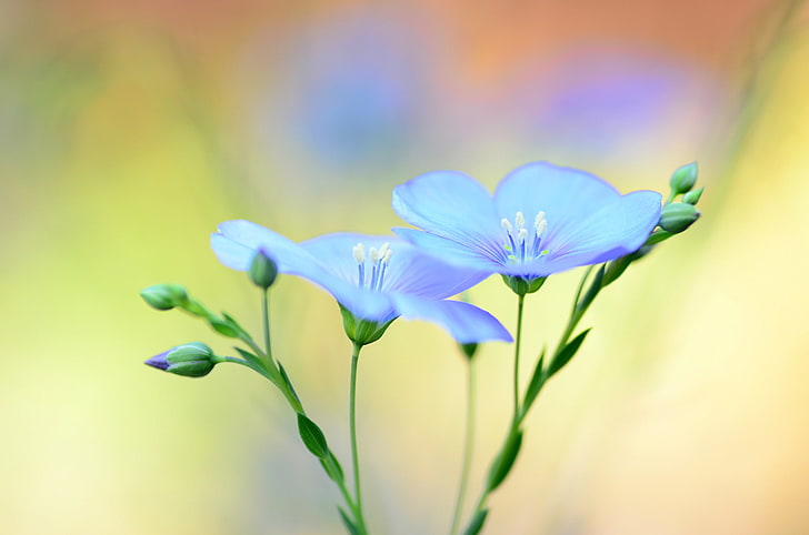 two blue petaled flowers, flowers, background, blur, blue, len, HD wallpaper