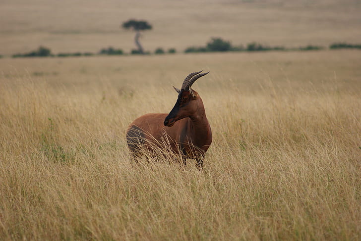 кафяво четирикрако животно на зелена трева, топи, национален резерват масай мара, кения, топи, национален резерват масай мара, кения, топи, национален резерват масаи мара, кения, кафяво, четирикрако, животно, зелена трева, Африка, снимка, дива природа , антилопа, сафари Животни, животни в дивата природа, природа, рога, бозайник, савана, източна Африка, национален парк, сафари, резерват за диви животни, пустиня, растителнояден, HD тапет