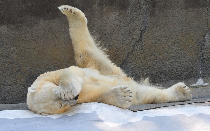 polar bear, polar bear, playful, down, beautiful, HD wallpaper