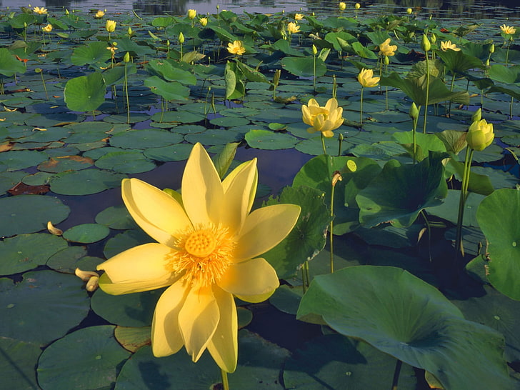 yellow petaled flowers, lilies, yellow, much, leaves, water, pond, HD wallpaper
