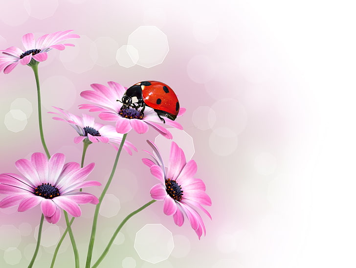 red and black ladybird, macro, glare, background, ladybug, insect, osteospermum, HD wallpaper