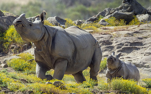 животные, млекопитающие, носорог, HD обои HD wallpaper