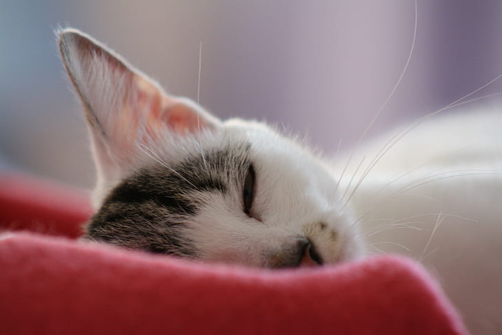 selective photo of white tabby cat sleeping on red pad, relax, selective, photo, white, tabby cat, red, pad, lazy, sleeping, Friendly, domestic Cat, pets, animal, cute, kitten, domestic Animals, mammal, young Animal, feline, looking, HD wallpaper