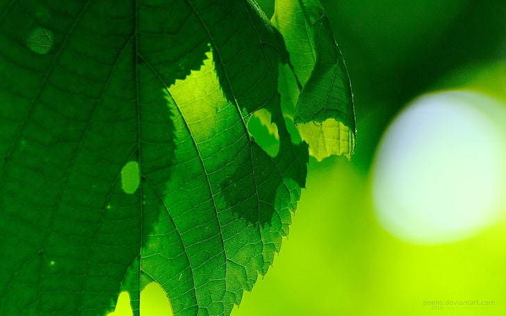 pianta a foglie verdi in macrofotografia, fotografia, macro, foglie, natura, piante, Sfondo HD