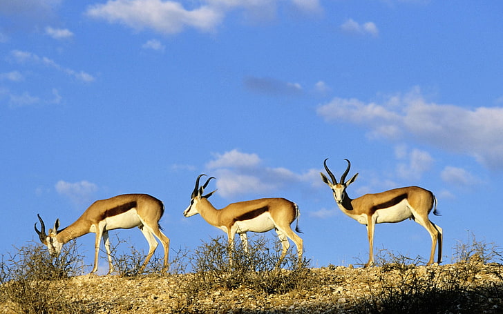 Springboks Linde Up, три кафяви антилопи, Animals, Deer, springboks, linde up, HD тапет