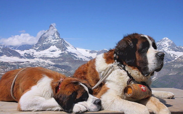 เซนต์เบอร์นาร์ดสีแดง - ขาว - ดำสองตัวนอนคว่ำอยู่บนพื้นใกล้ภูเขาในเวลากลางวันสุนัขสัตว์เซนต์เบอร์นาร์ดภูเขา, วอลล์เปเปอร์ HD