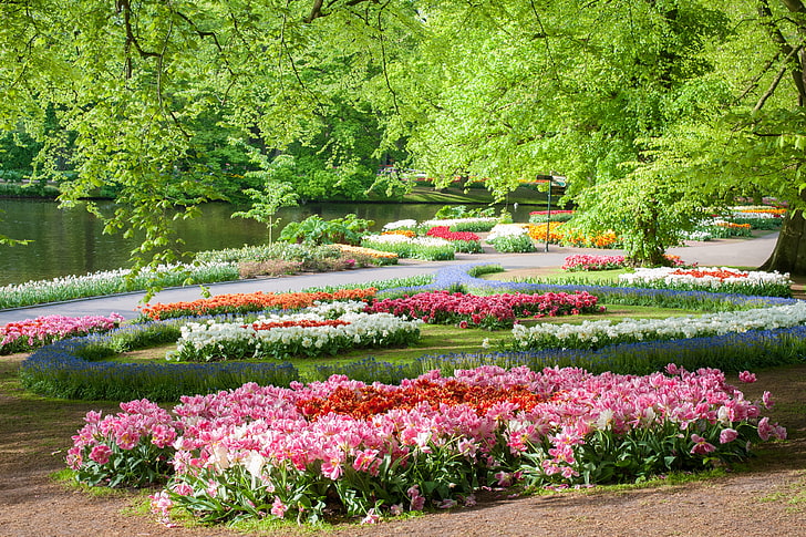 Rosa pétalos de flores, árboles, flores, estanque, parque, Países Bajos, jardines Keukenhof, Fondo de pantalla HD