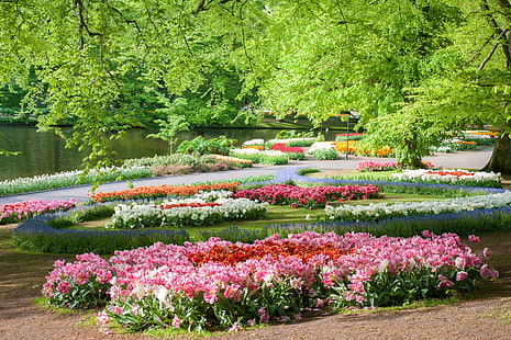 różowe płatki kwiatów, drzewa, kwiaty, staw, park, Holandia, ogrody Keukenhof, Tapety HD HD wallpaper