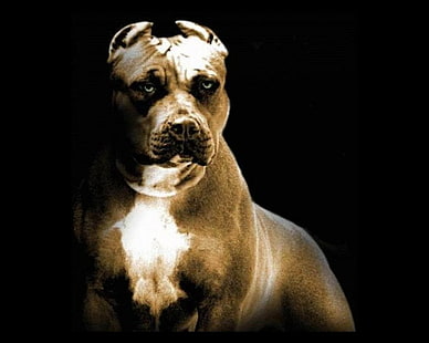 inquietante, cane, pitbull, cuccioli, cucciolo, Sfondo HD HD wallpaper