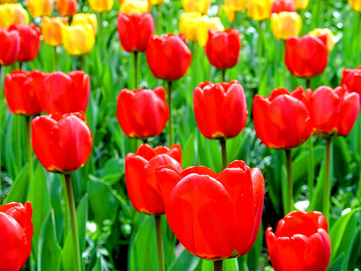 czerwone i żółte tulipany, bodensee, mainau, bodensee, mainau, Bodensee, Mainau, czerwony, żółty, tulipany, Foto, zdjęcie, obraz, obraz, Bild, flickr, wysoka rozdzielczość, hi-res, jpg jpeg, geotagged, geo, cc , wiosna, jezioro Konstanz, Alpenvorland, Blume, kwiat, kwiat, kolor, kolor, bunt, bunte, Baden-Württemberg, Frühling, wiosna, trawnik, kwiaty, kolorowy, Blumeninsel Mainau, Insel, Überlinger See, oberschwäbische Barockstraße, Park, Garten ogród, park, tulipan, pulpit, Windows 7, tło, natura, kolor zielony, roślina, dzień, lato, wielokolorowy, Tapety HD