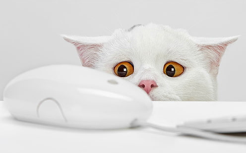 komputery białe koty zwierzęta klawiatury śmieszne mysz żółte oczy proste tło białe tło Animals Cats HD Art, Computers, white, Tapety HD HD wallpaper