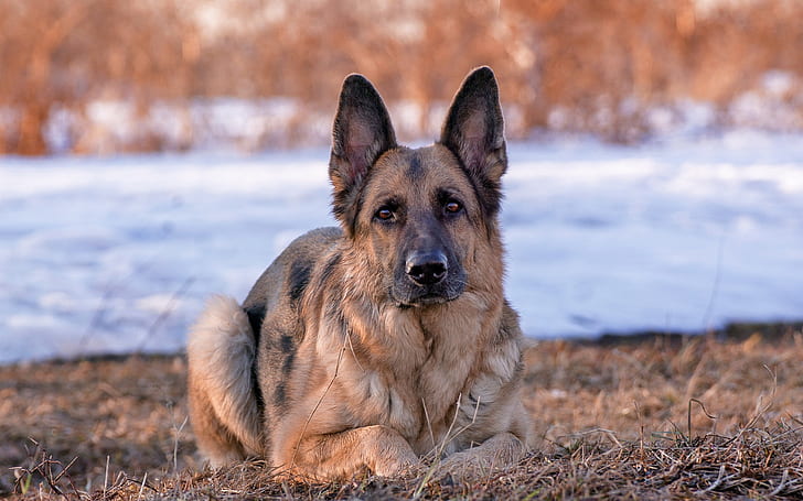 German Shepherd dog, front view, German, Shepherd, Dog, Front, View, HD wallpaper