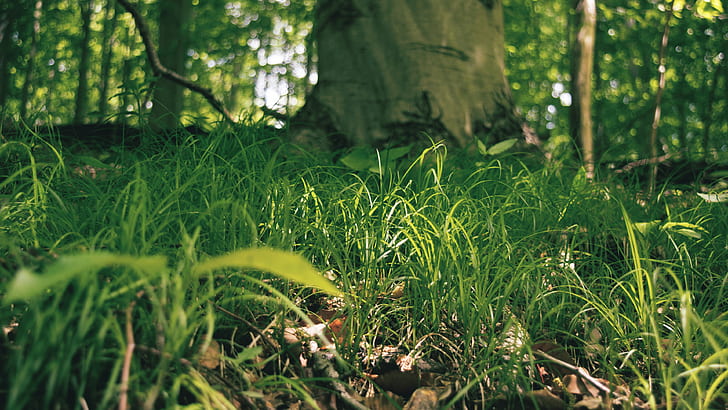 ธรรมชาติหญ้าพื้นดิน, วอลล์เปเปอร์ HD