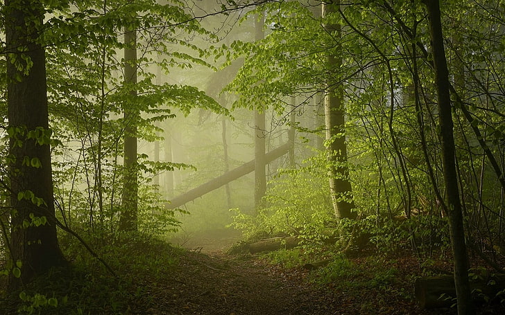 зелена гора, природа, пейзаж, мъгла, гора, пътека, дървета, зелено, слънчева светлина, HD тапет