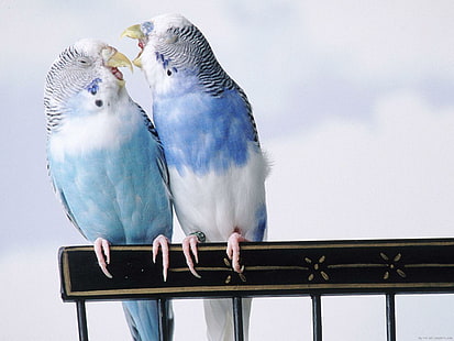Parrot in love, blue and white budgerigar, animal, parrot, love, bird, HD wallpaper HD wallpaper