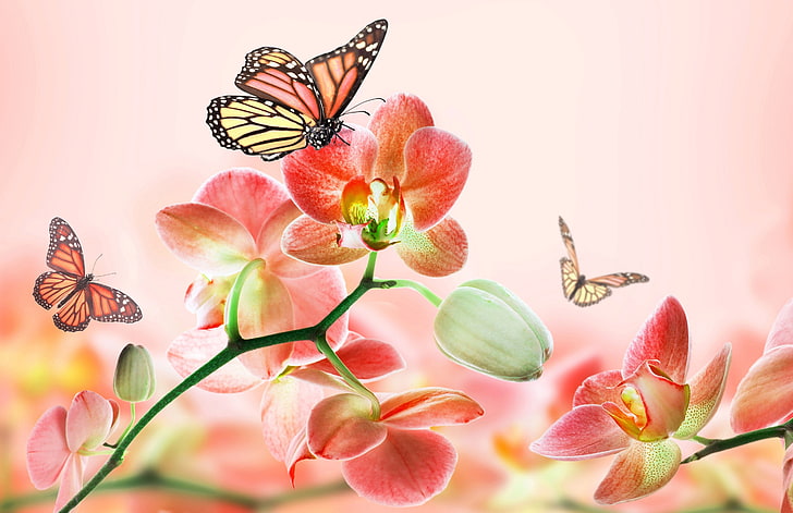 monarch butterfly and pink moth orchids, summer, butterfly, flowers, abstraction, background, pink, beauty, art, Orchid, 3d., HD wallpaper