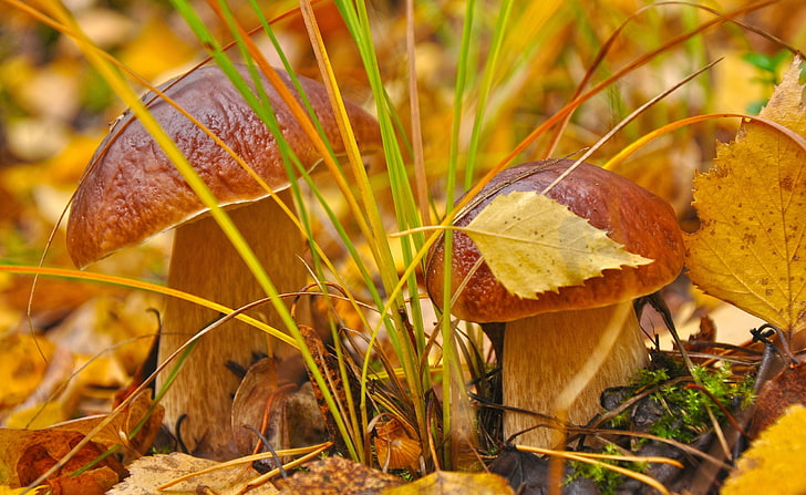 Mushrooms, two brown mushrooms, Aero, Macro, Autumn, Fall, Mushrooms, HD wallpaper