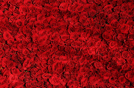 Amour fond de roses rouges, vacances, Saint Valentin, amour, roses, fleurs, passion, romantique, Saint Valentin, Saint Valentin, redroses, Fond d'écran HD HD wallpaper