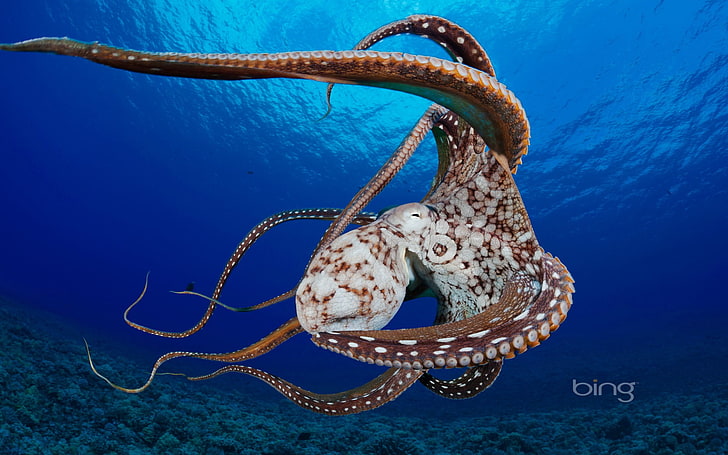 Подводен октопод-юли 2013 г. Bing тапет, илюстрация на кафяв октопод, HD тапет