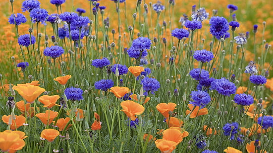 orange California poppy and blue cornflowers, cornflowers, flowers, meadow, summer, green, holiday, HD wallpaper HD wallpaper