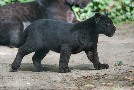 wilde Katze, wild lebende Tiere, Panther, schwarzer Panther, Tierbabys, Junge, HD-Hintergrundbild HD wallpaper