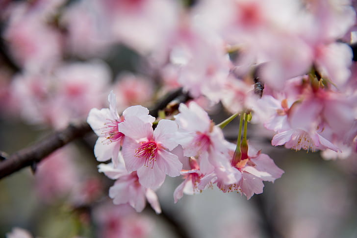 白とピンクの花びらの花、ヘジン、ヘジン、ピンク色、自然、木、枝、春、日本、花びら、花、花、花頭、桜、植物、クローズアップ、鮮度のクローズアップ写真、シーズン、 HDデスクトップの壁紙
