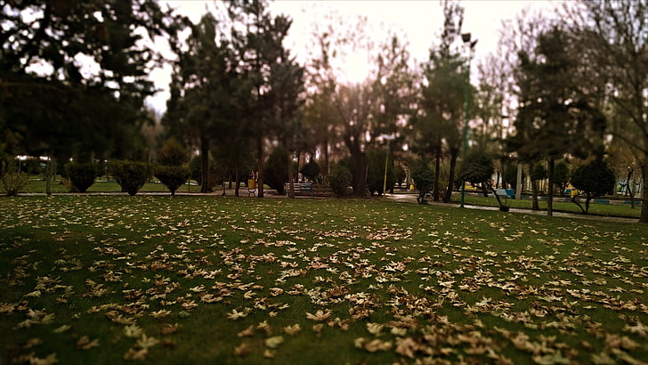 bidang rumput hijau, jatuh, daun, pohon, alam, Wallpaper HD