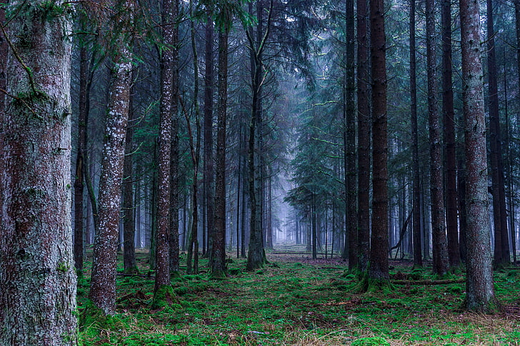 горски тапети, гора, дървета, трева, мъгла, HD тапет