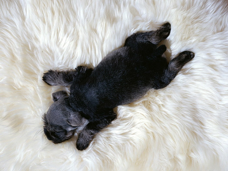 Dogs, Schnauzer, Baby Animal, Cute, Dog, Puppy, Sleeping, HD wallpaper