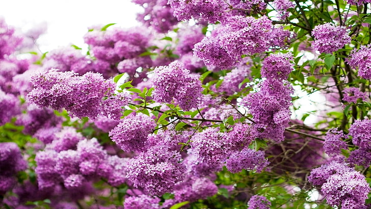 fioletowe kwiaty bzu, kwitnące bzy, lato, kolor, Tapety HD