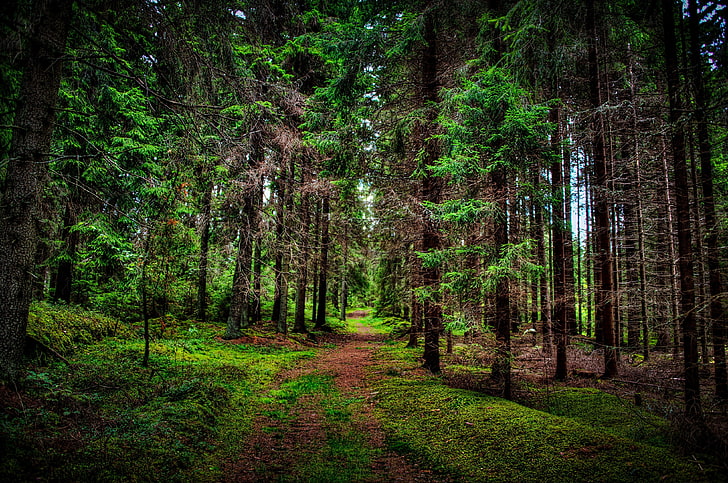 ต้นไม้ใบเขียว, ธรรมชาติ, ภูมิทัศน์, ต้นไม้, ป่า, ไม้, สาขา, ใบไม้, เส้นทาง, หญ้า, HDR, วอลล์เปเปอร์ HD