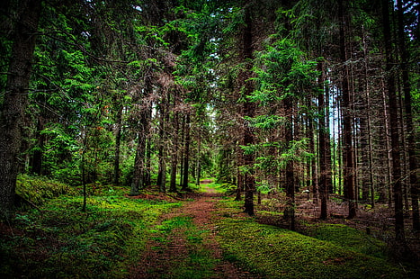 ต้นไม้ใบเขียว, ธรรมชาติ, ภูมิทัศน์, ต้นไม้, ป่า, ไม้, สาขา, ใบไม้, เส้นทาง, หญ้า, HDR, วอลล์เปเปอร์ HD HD wallpaper