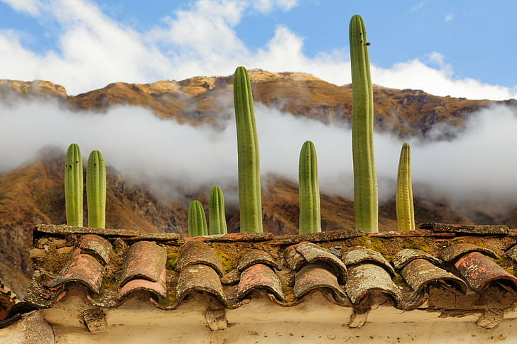Landscape, Nature, Plants, Cacti, Rooftops, Clouds, landscape, nature, plants, cacti, rooftops, clouds, HD wallpaper