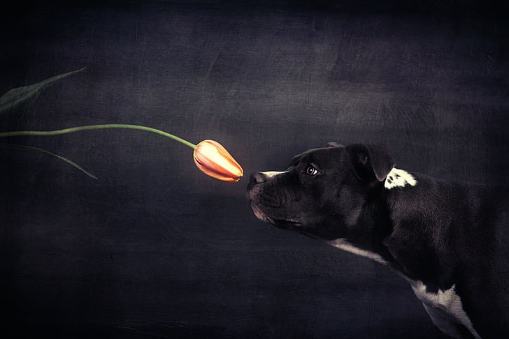 Tulipán, perro, el aroma, Fondo de pantalla HD