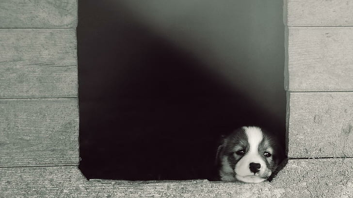 Puppy, look out the window, staring eyes, lonely puppy, puppy, look out the window, staring eyes, lonely puppy, HD wallpaper