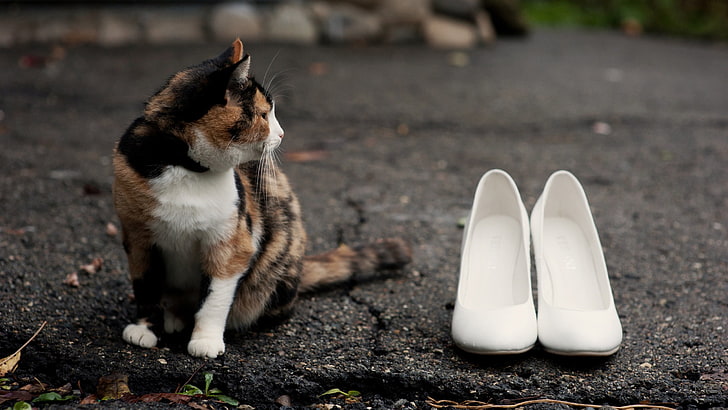 calico cat and pair of white closed-toe pumps, cat, shoes, road, spotted, HD wallpaper