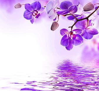 лилави цветя, вода, цветя, цъфтеж, орхидея, красива, лилава, отражение, HD тапет HD wallpaper