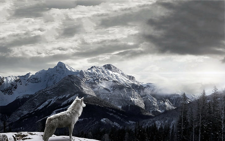mountains wolf landscape clouds snow mist, HD wallpaper