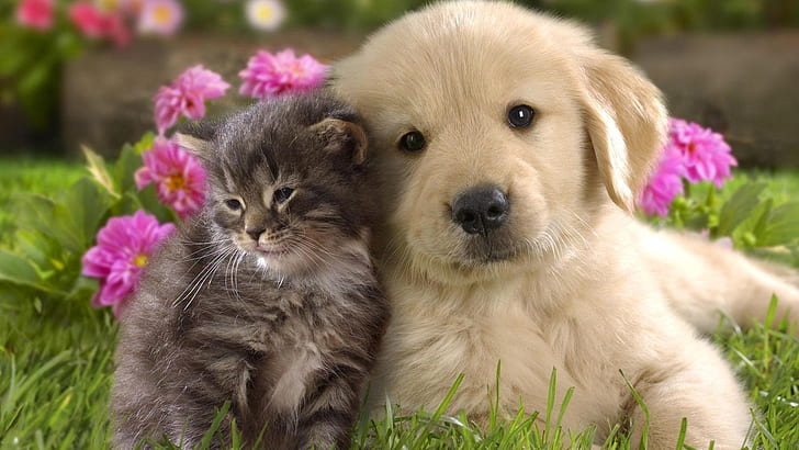 꽃 고양이 동물 잔디 개 강아지 새끼 고양이 1920x1080 동물 개 HD 아트, 꽃, 고양이, HD 배경 화면