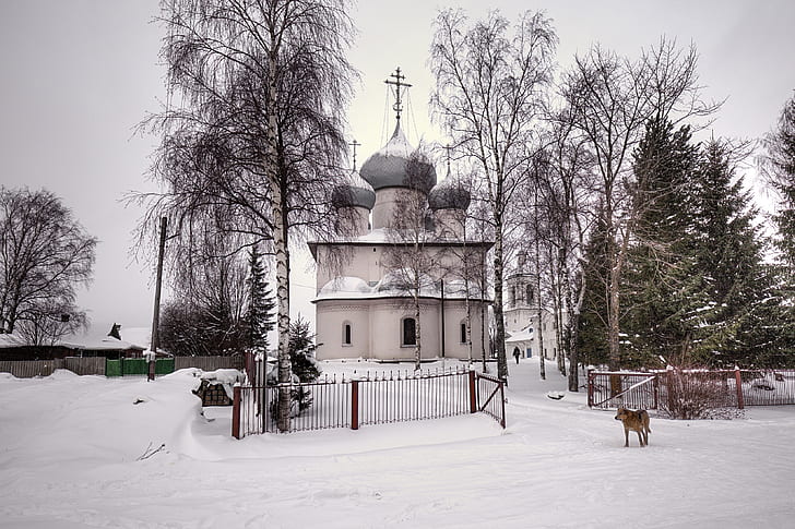 inverno, neve, alberi, cane, mangiato, chiesa, casa, Vologda oblast, Belozersk, Sfondo HD