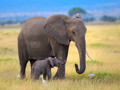 two gray elephants, birds, elephant, Africa, elephants, the elephant, herons, HD wallpaper HD wallpaper