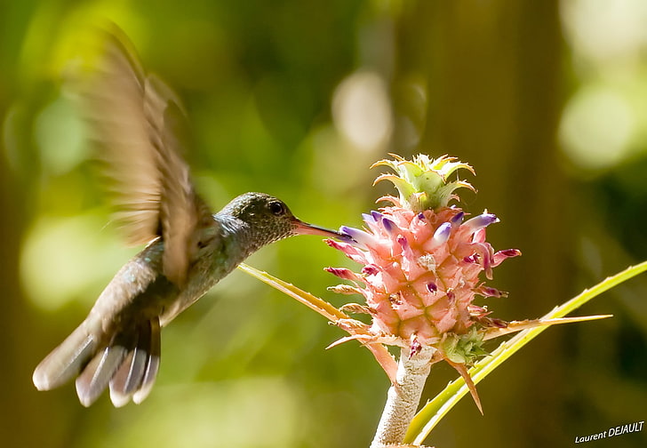 ptaki, kwiaty, latające, kolibry, Tapety HD