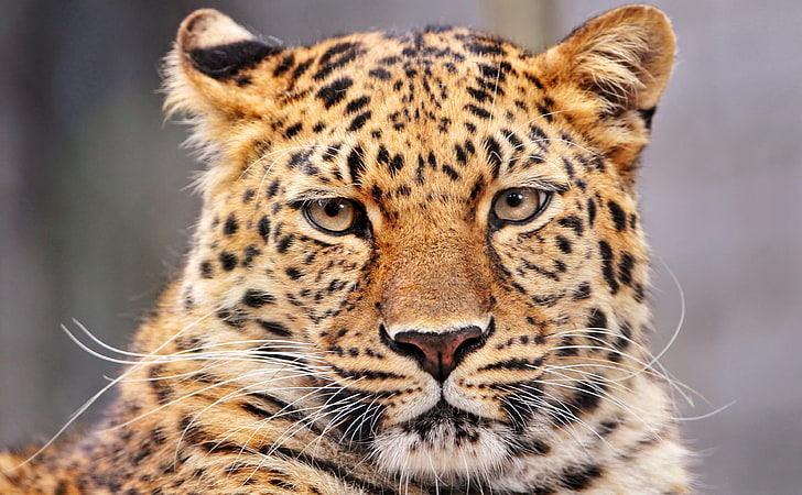 Leopard med uttråkad look, vuxen gepardfoto, djur, vild, med, leopard, uttråkad, look, HD tapet
