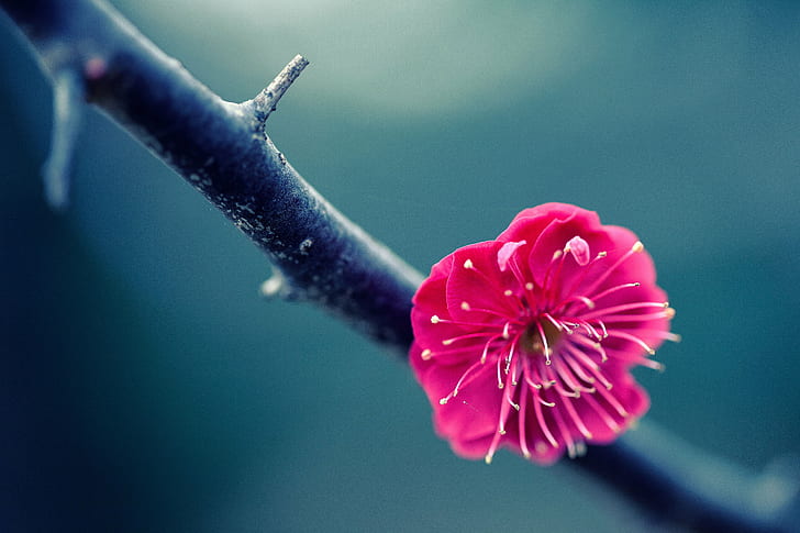 ピンクの桜の花の写真自然の美しさ、 HDデスクトップの壁紙