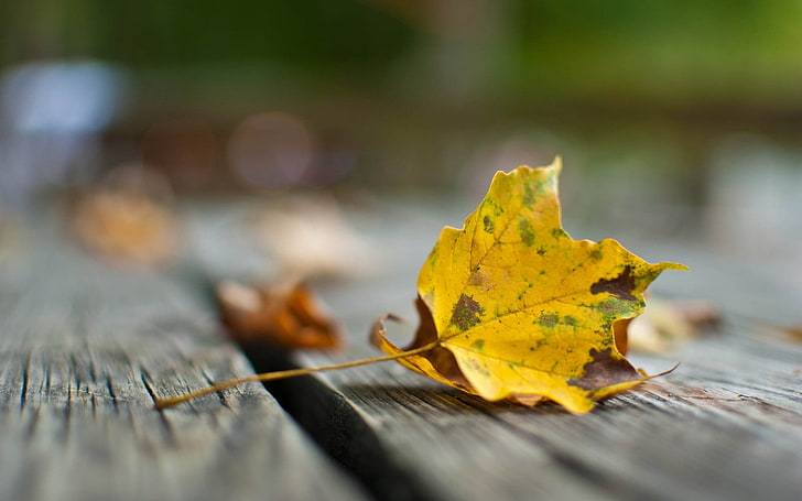 yellow leaf, leaf, maple, fallen, dry, HD wallpaper