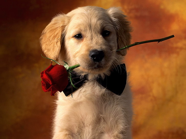 golden retriever puppy, look, rose, dog, HD wallpaper