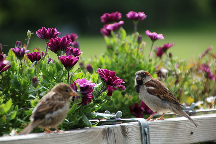 selective focus of brown birds, Two house, house sparrows, selective focus, brown, birds, sverige, bird, nature, animal, wildlife, sparrow, beak, outdoors, feather, HD wallpaper