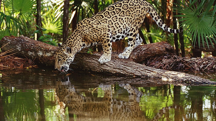 adult leopard, animals, jaguars, reflection, HD wallpaper