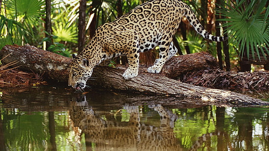 leopardo adulto, animais, onças, reflexão, HD papel de parede HD wallpaper