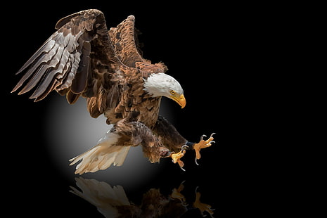  bird, eagle, black background, Orlan, bald eagle, HD wallpaper HD wallpaper